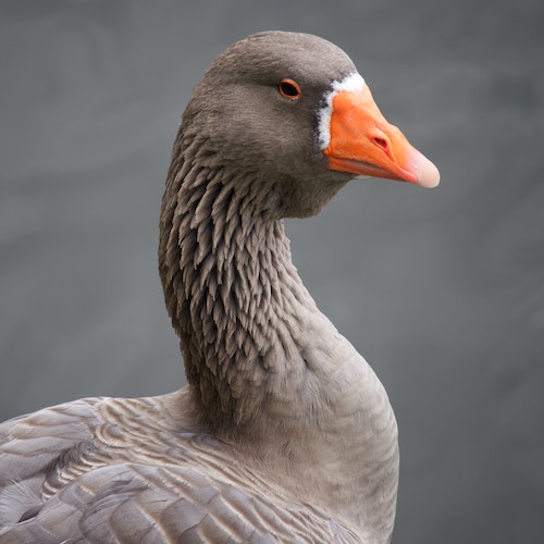 Gray goose portrait with a vivid orange beak, looking sideways at the camera