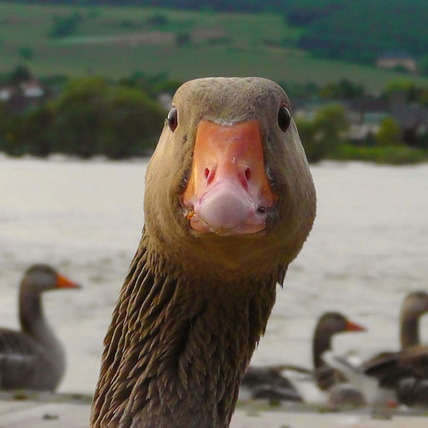 Picture of a curious goose