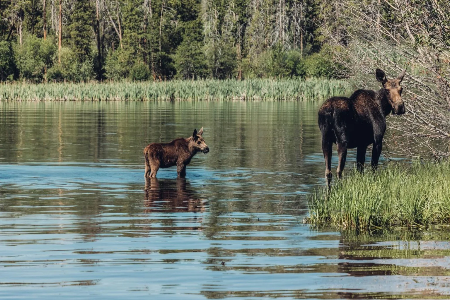 Bull elk bugling in a meadow near Grand Lake