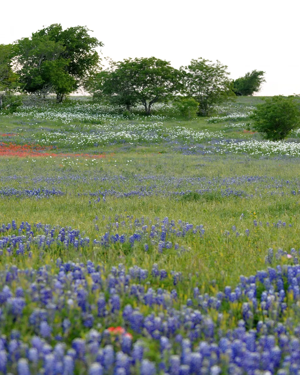A field of bluebonnets and Indian paintbrush stretching toward the live oaks