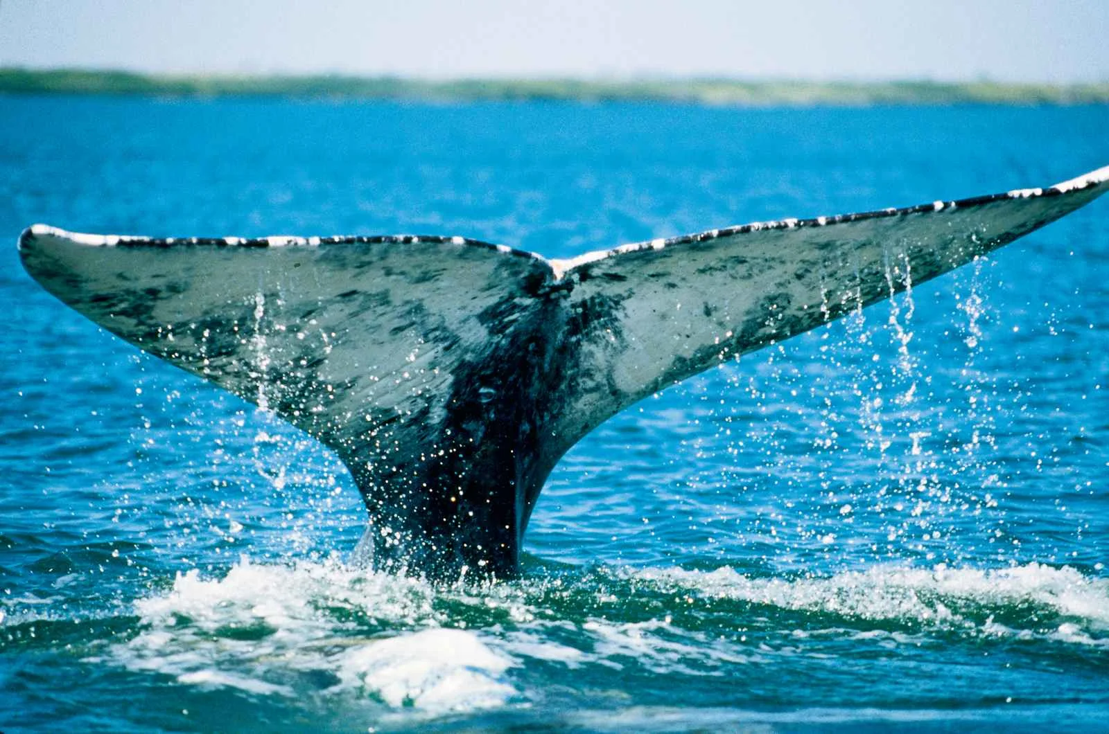 Whale tail breaching Monterey Bay