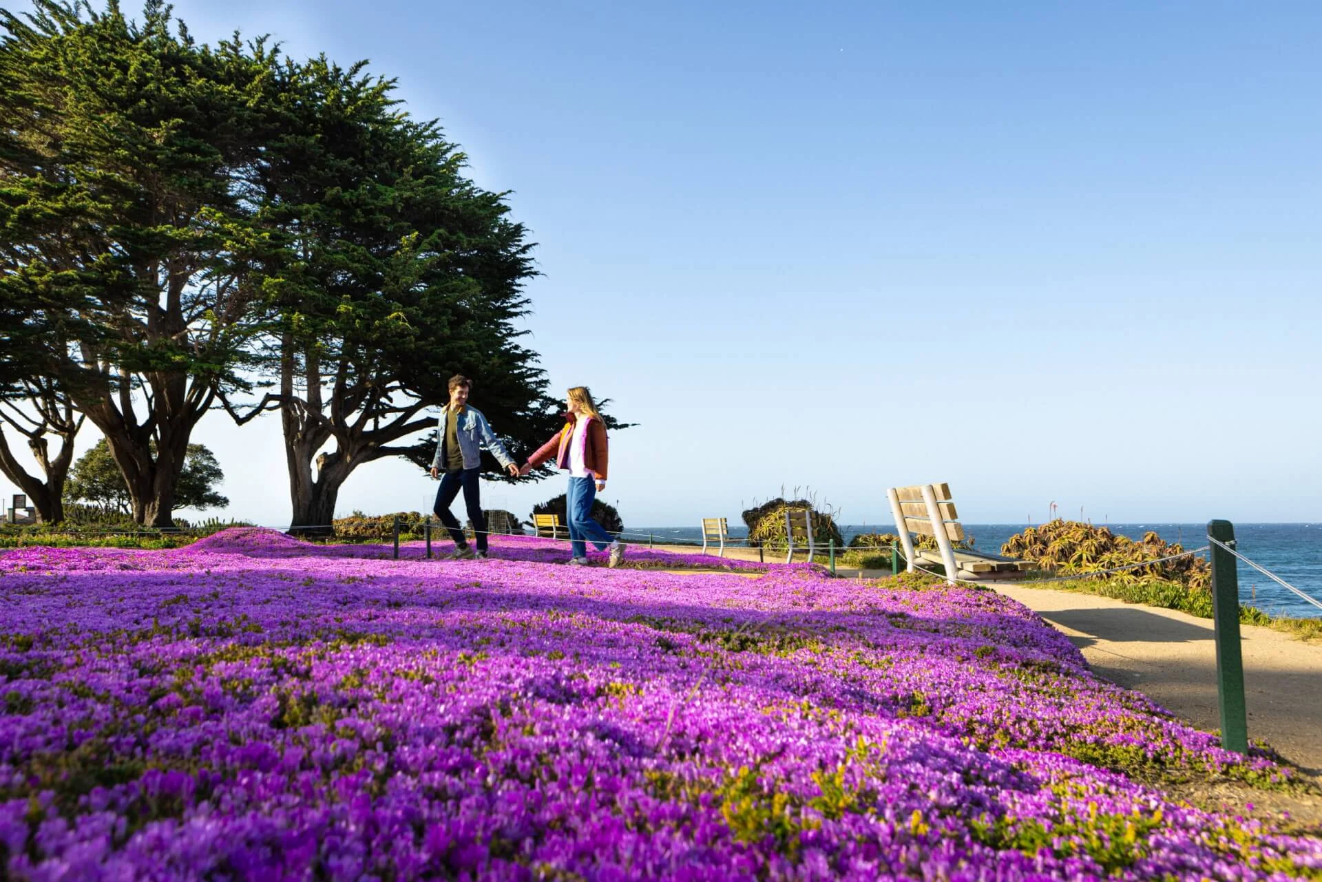 Couple walking through vibrant purple ice plant blooms along the Monterey County coastline